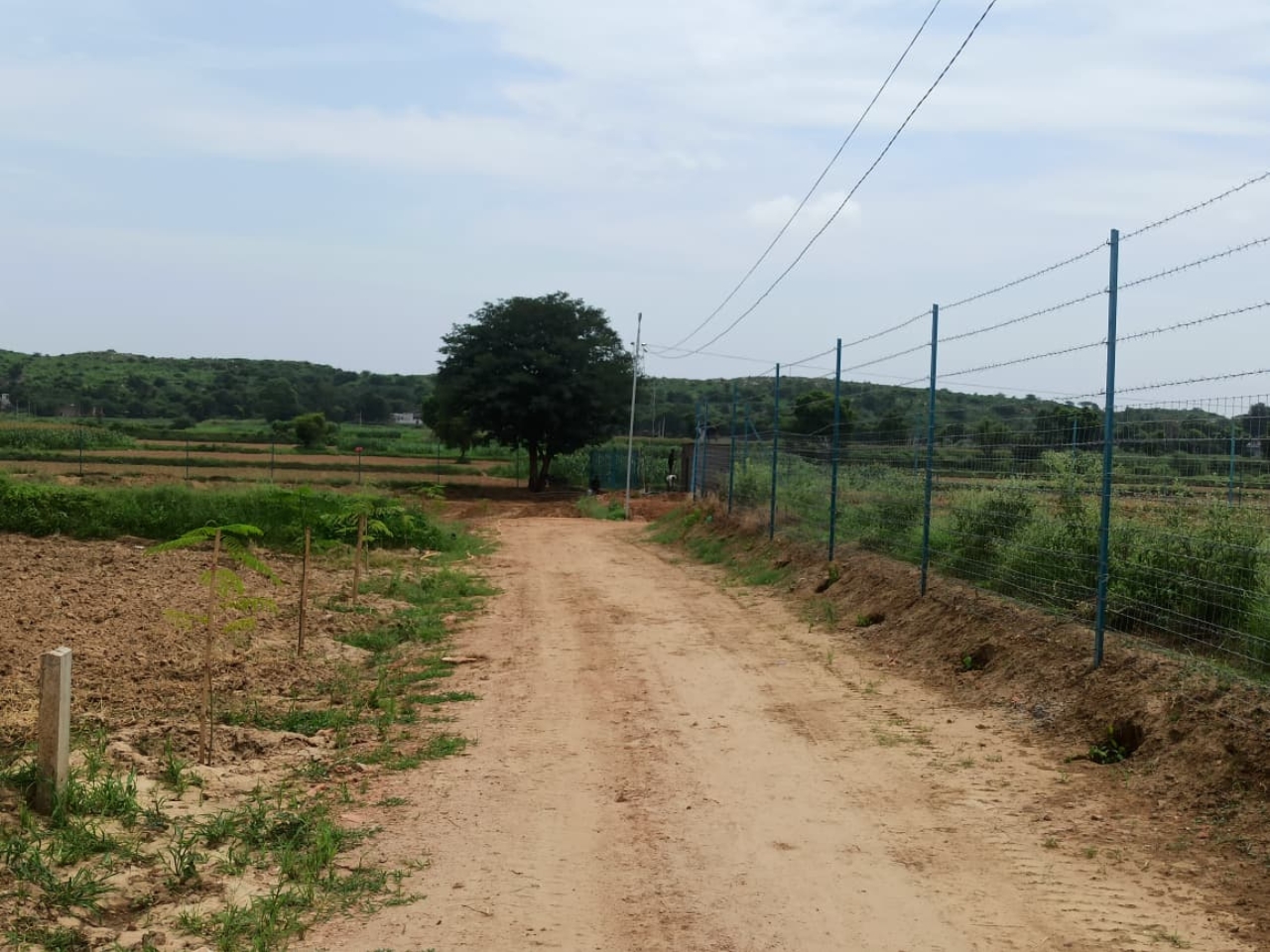 farmhouse-plot-layout-and-green-landscape-of-vyom-chhatarpur-farms-rajasthan