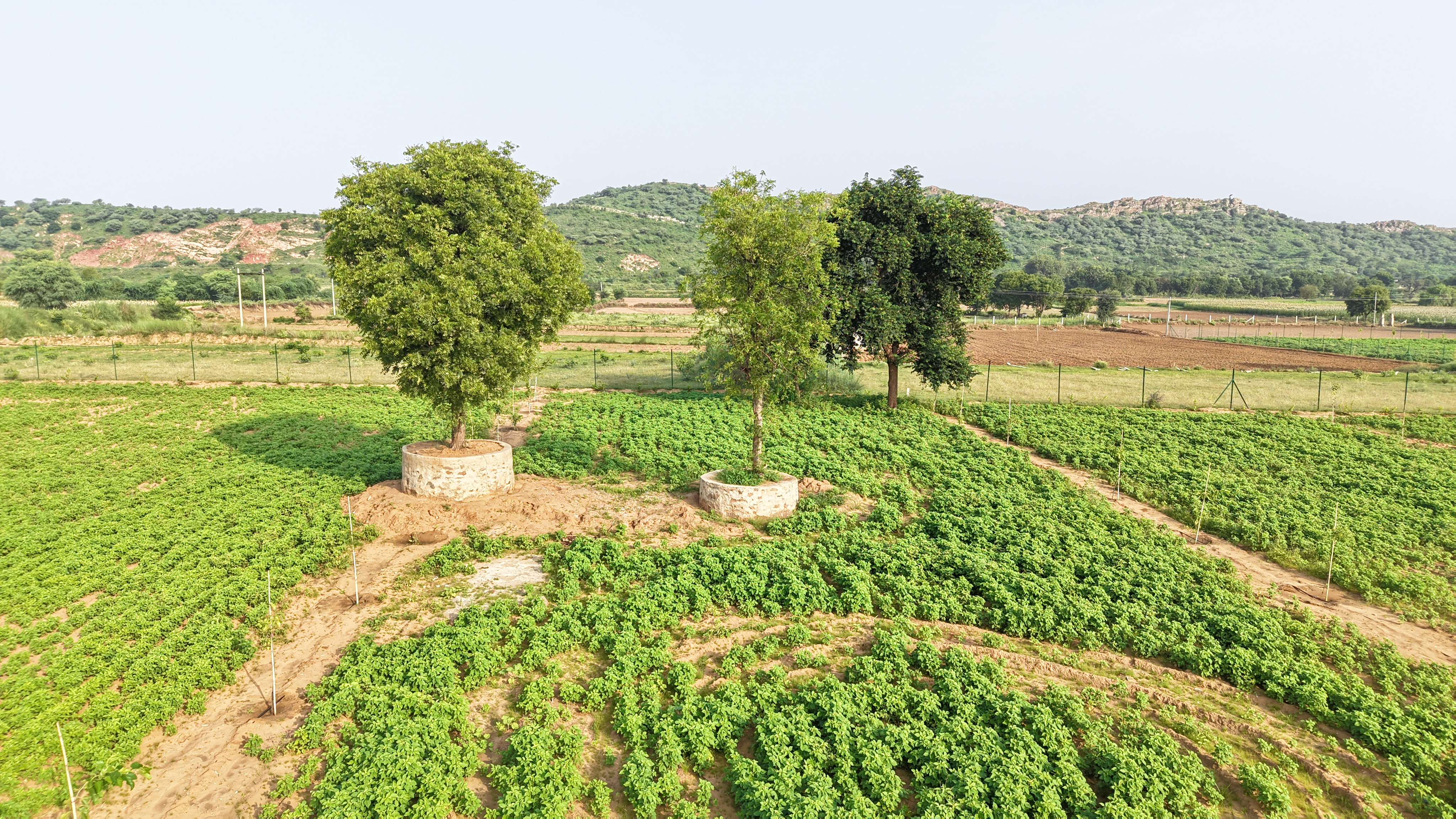 farmhouse-plot-layout-and-green-landscape-of-vyom-chhatarpur-farms-rajasthan